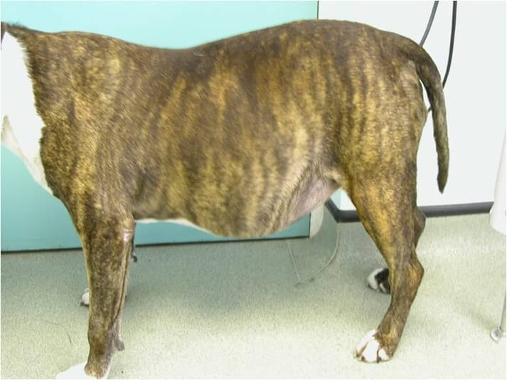 How To Drain Fluid From Dog Abdomen Best Drain Photos